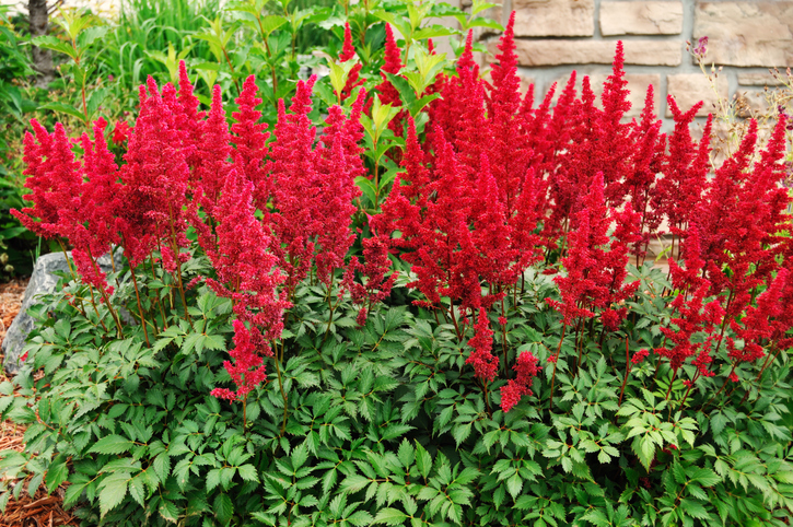 astilbe