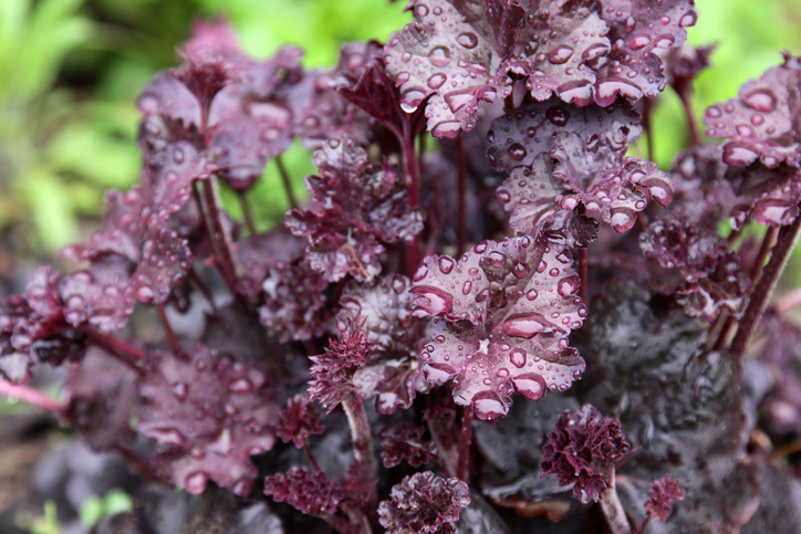 heuchera