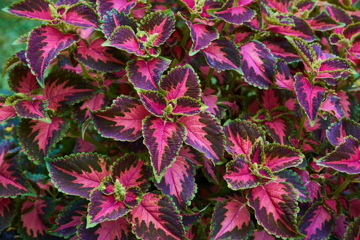 coleus plante perene