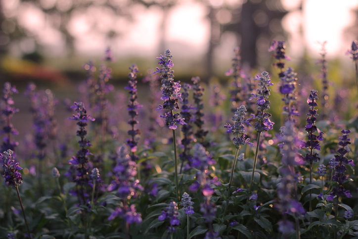 salvia superba