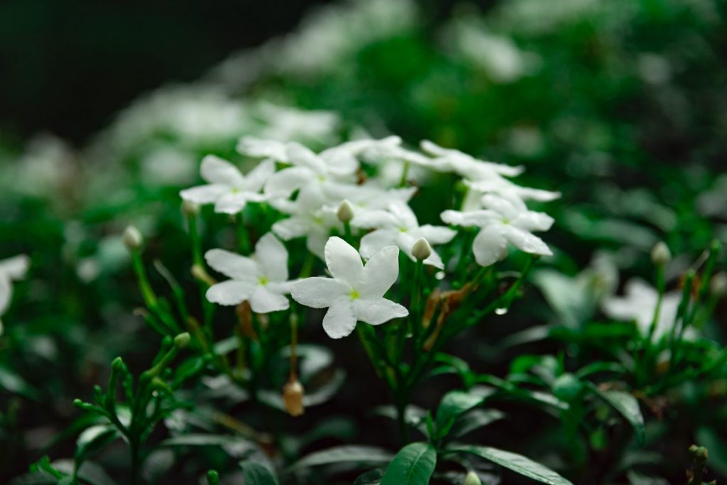 plante pentru dormitor